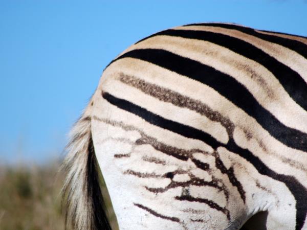 Kruger National Park Safari, South Africa