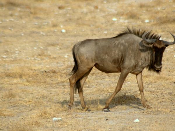 Kruger National Park Safari, South Africa