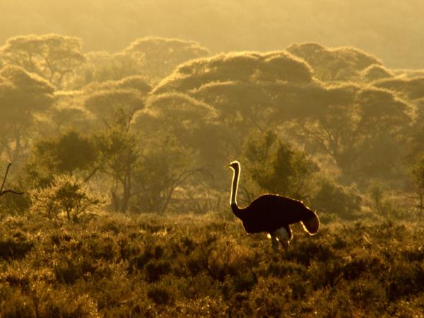 Kruger National Park Safari, South Africa