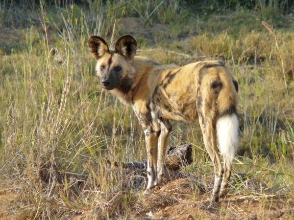 Kruger National Park Safari, South Africa