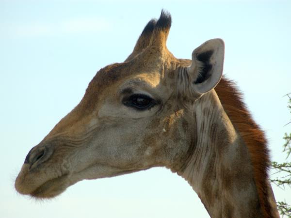 Kruger National Park Safari, South Africa