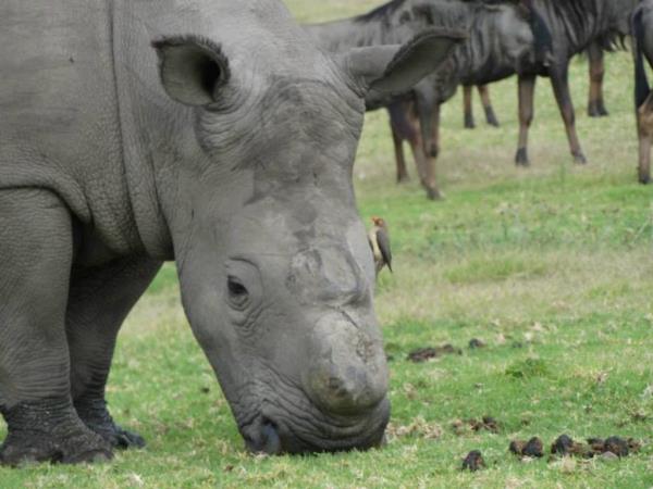 South Africa game ranger course