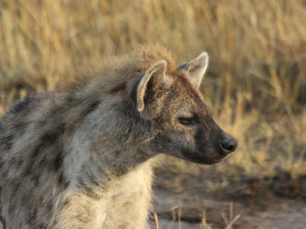 Kruger National Park Safari, South Africa