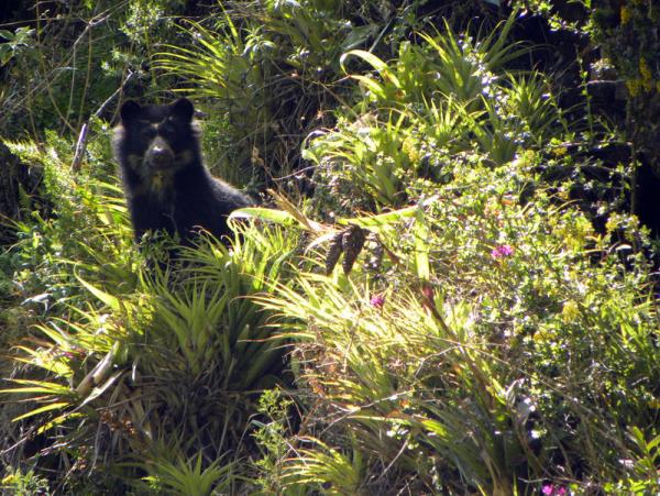 Ecuador wildlife tour