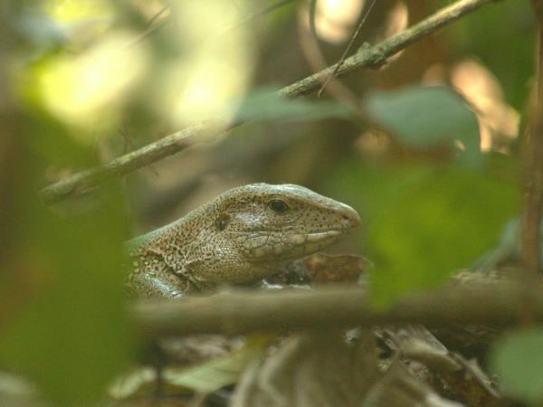 Ecuador wildlife tour