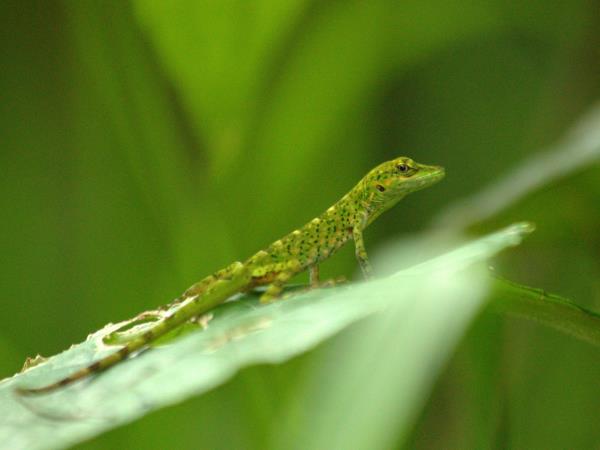 Ecuador wildlife tour
