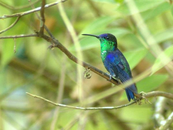 Ecuador wildlife tour