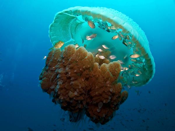 Thailand marine conservation and diving holiday