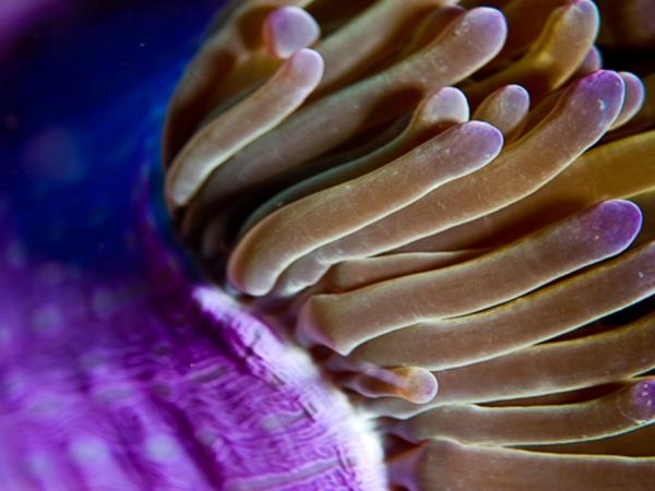 Thailand marine conservation and diving holiday