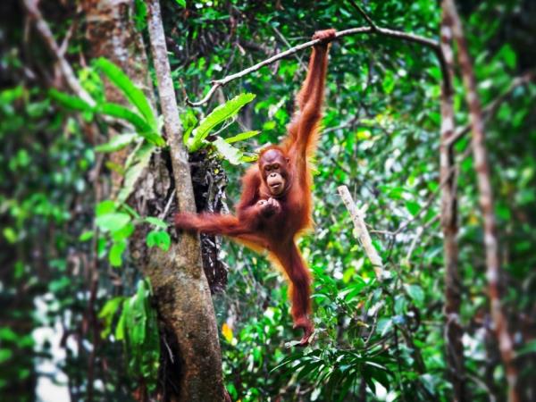 Borneo wildlife vacation, Sarawak