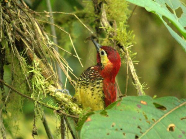 Ecuador wildlife tour