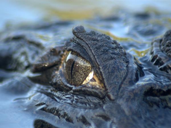 Ecuador wildlife tour