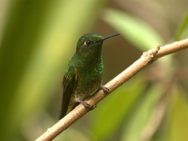 Ecuador wildlife tour