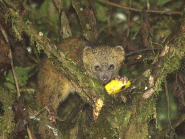 Ecuador wildlife tour