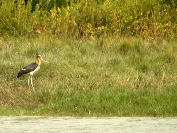 Bangladesh tiger safari holiday