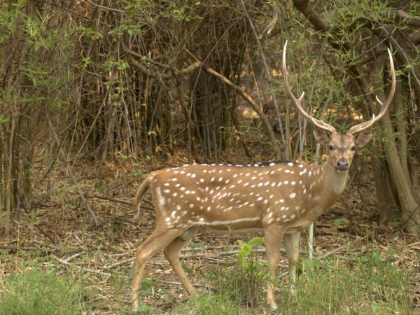 Bangladesh tiger safari holiday