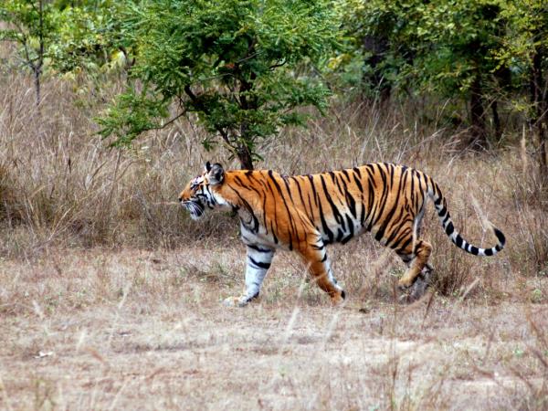 Bhutan tiger safari vacation