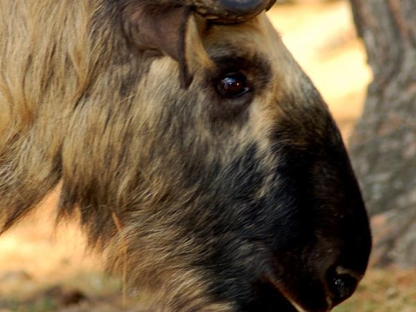 Bhutan tiger safari vacation | Responsible Travel Bhutan tiger safari vacation | Responsible Travel