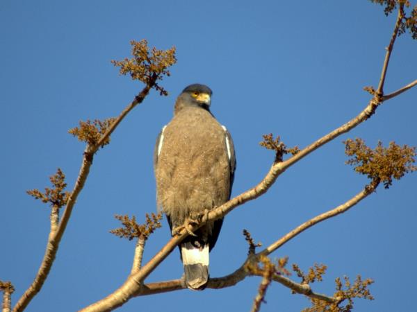 Bhutan tiger safari vacation