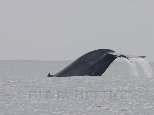 Blue whale watching vacation in Sri Lanka