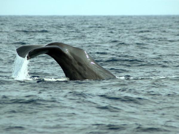Blue whale watching vacation in Sri Lanka