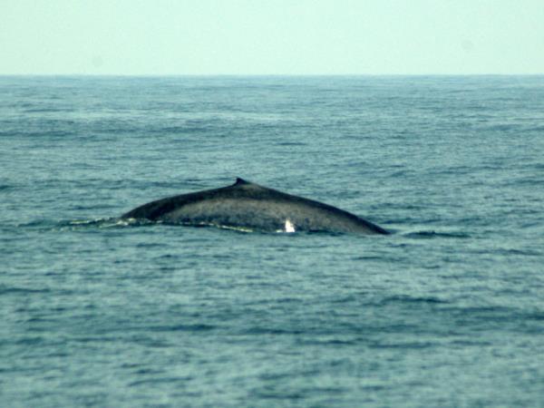 Blue whale watching vacation in Sri Lanka