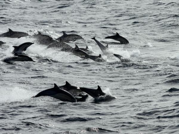 Blue whale watching vacation in Sri Lanka