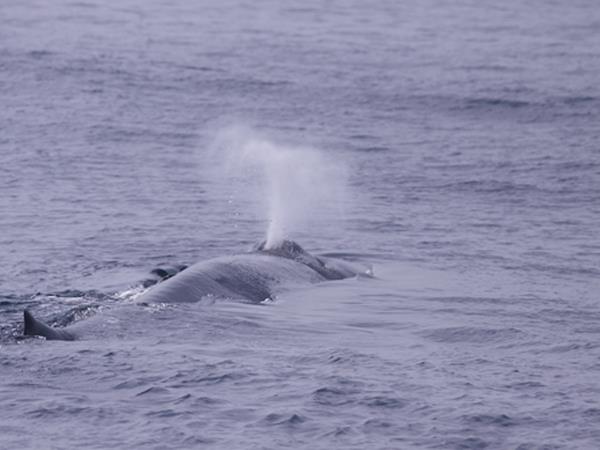 Blue whale watching vacation in Sri Lanka