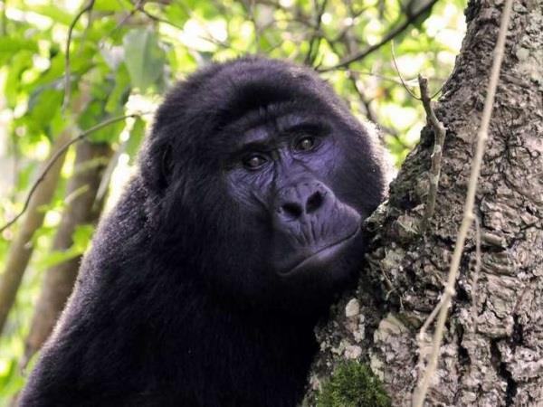 Uganda gorilla safari vacation