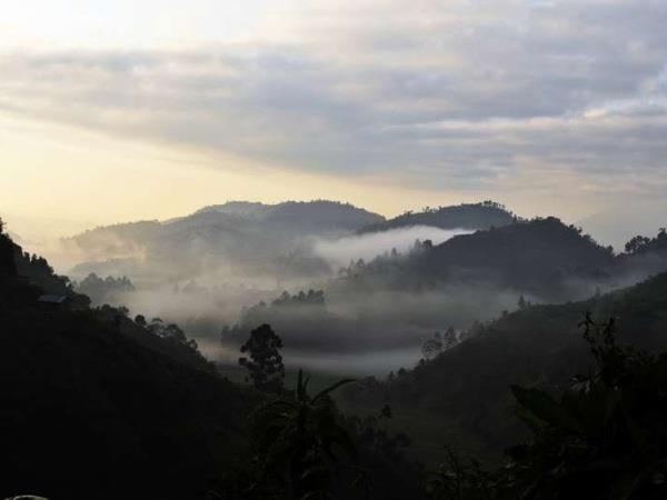 Uganda gorilla safari vacation