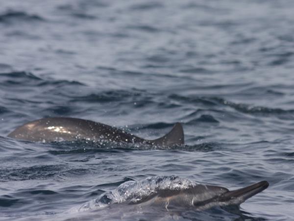 Blue whale watching vacation in Sri Lanka