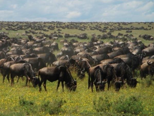 Kenya & Tanzania safari holidays