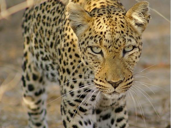 Mobile walking safari in Zambia