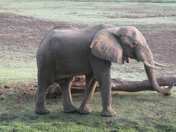 Mobile walking safari in Zambia