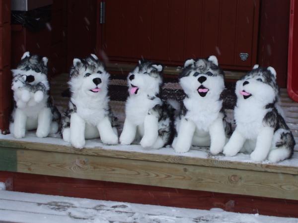 Family winter activity vacation in Finland