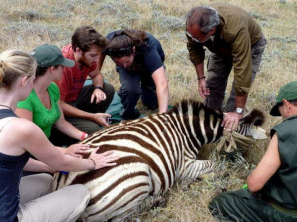 Veterinary internship in Chintsa, South Africa