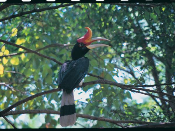 Borneo vacations, tailor made
