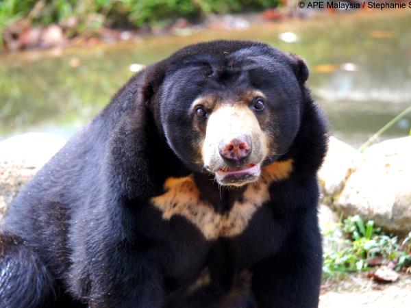 Volunteer with bears in Borneo