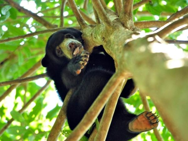 Volunteer with bears in Borneo
