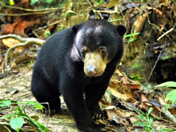 Volunteer with bears in Borneo