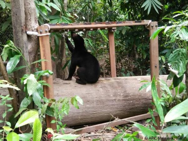 Volunteer with bears in Borneo