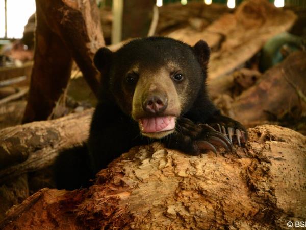 Volunteer with bears in Borneo