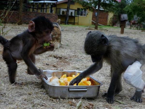 Volunteer with monkeys in South Africa
