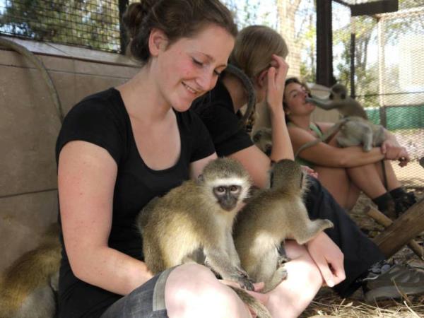Volunteer with monkeys in South Africa
