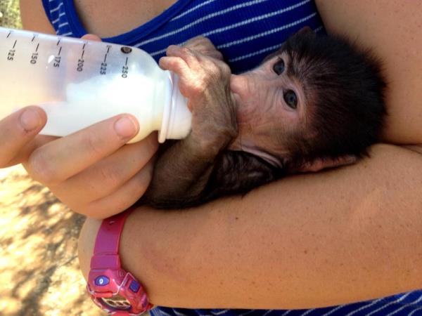 Volunteer with monkeys in South Africa