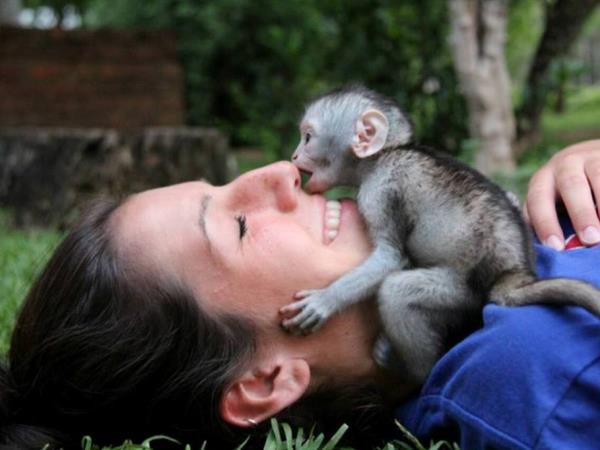 Volunteer with monkeys in South Africa