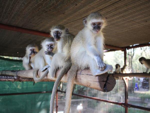 Volunteer with monkeys in South Africa