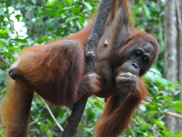Borneo orangutan conservation volunteering
