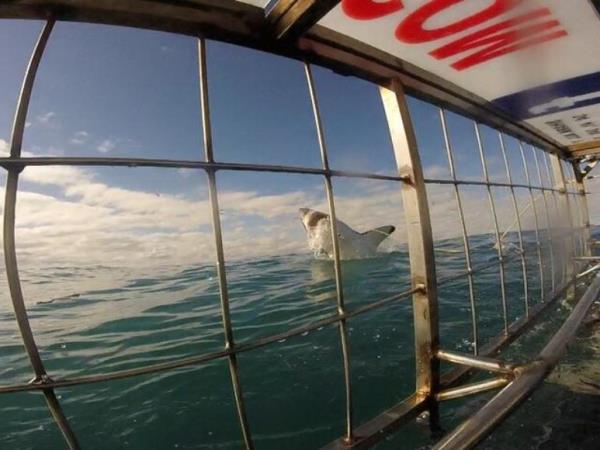 Shark conservation in South Africa