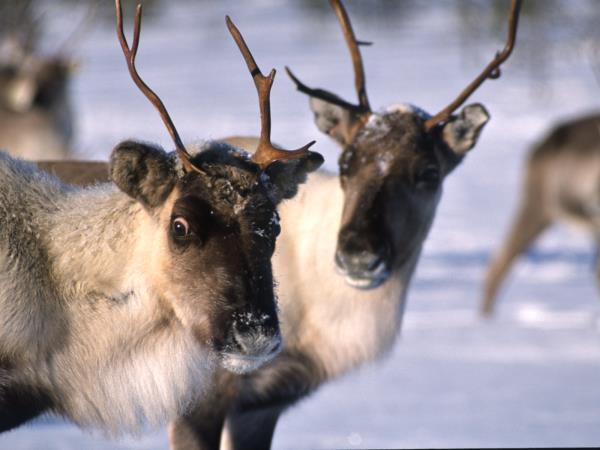 Northern Lights Family Christmas in Lapland